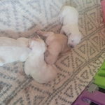 Golden Retriever Pups