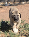 Kangal<br/>Kangal Guardian Puppies