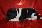 Dogs<br/>Excellent Hybrid Retriever puppies & started dogs available!