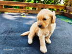 Goldendoodle