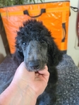 puppy<br/>AKC Standard Poodle