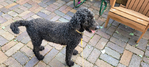 Goldendoodle