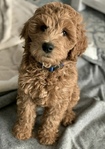 DOODLE PUPPIES!<br/>Goldendoodles, Aussiedoodles,  Bernedoodles, Cockapoos