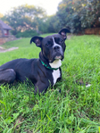 Bishop- a Boxer Mix<br/>Saved from Euthanasia- Needs a Home!