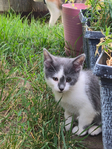 Kittens<br/>KITTENS Kremmling