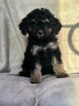 Puppies<br/>AKC Moyen Poodles and Micro Mini Bernedoodles