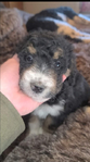 puppy<br/>Registered Standard Bernedoodles