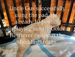Dog<br/>8 stunning Golden Mtn. Doodle puppies for sale