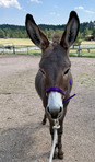 Sweet & Playful Baby Donkey. 
Looking for Forever Home.