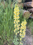 Big Sage Eco Solutions<br/>Invasive Weed Control