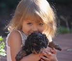 DOODLE PUPPIES!<br/>Goldendoodles, Aussiedoodles,  Bernedoodles, Cockapoos