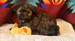 Shih Tzu Mix<br/>Puppies for sale