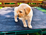 Goldendoodle