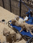Labrador Retiever Labra-Day Sale<br/>Labrador Retriever puppies AKC purebred