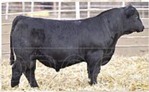Carlson Land & Cattle and Halde Cattle