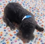 puppy<br/>AKC Standard Poodle puppies