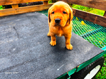 Golden Retreivers