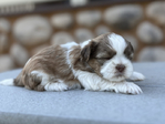 Puppies<br/>Purebred Shih Tzu Puppies!